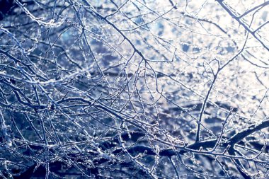 Kış mevsiminde don kaplı ağaç dallarının birbirine dokuması inanılmaz bir örüntü yaratır.