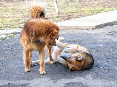 Saldırgan köpek yerde yatan başka bir köpeğin yanında duruyor.