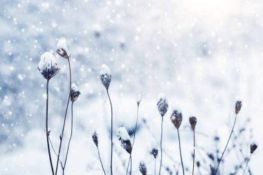 Şiddetli kar yağışında karla kaplı kuru otlarla atmosferik kış arka planı