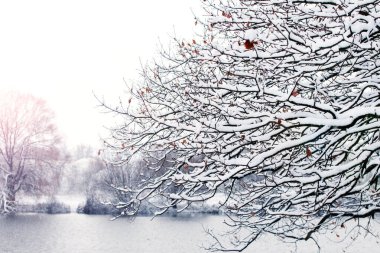 Güneşli havada nehir kenarında karla kaplı ağaç dalları