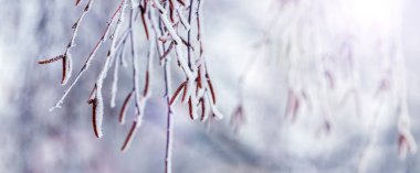 Birch branches with earrings covered with snow and frost  in winter on a blurred background