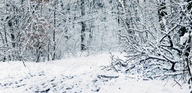 Ormanda karla kaplı ağaçlar ve çalılarla büyüleyici kış manzarası