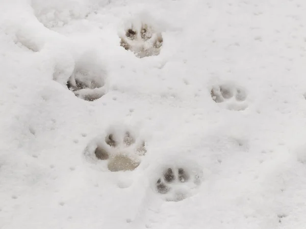Clear, distinct dog tracks in wet snow