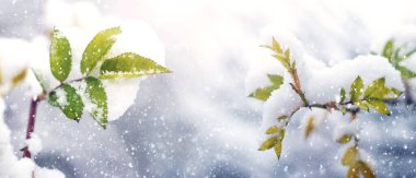 Kışın erken saatlerinde kar yağarken çalılıklarda karla kaplı yeşil yapraklar bulanık bir arka plana karşı.