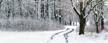 Ormanda karlı ağaçlar ve çalılarla kış manzarası, kış ormanlarında yol.