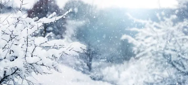 Şiddetli kar yağışında bahçede karla kaplı ağaç dalları