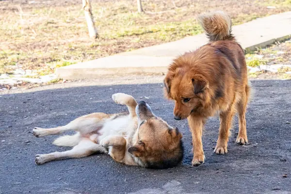 Aggressive dog standing next to another dog lying on the ground