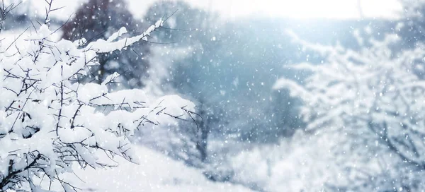 Rami Albero Innevati Giardino Durante Nevicate Abbondanti Foto Stock Royalty Free