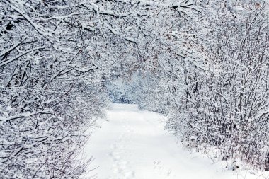 Karla kaplı ağaçlar arasında yolu olan bir kış ormanı