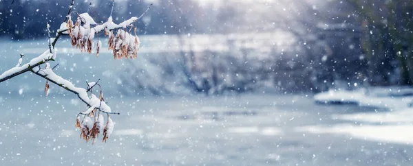 Kar yağışı sırasında nehrin yanında karla kaplı ağaç dalları olan kış manzarası