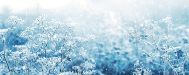 Kar yağışı sırasında çayırda buzla kaplı kuru bitkiler