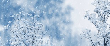 Kar yağışı sırasında arka planda bulanık karlı bitkilerle atmosferik kış manzarası