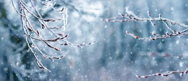 Kış arkaplanı, kar yağışı sırasındaki bulanık arka planda ormandaki buzla kaplı dallar.