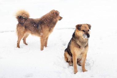 İki köpek kışın bahçede oturur ve dikkatlice ileriye bakar.