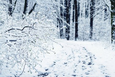 Karla kaplı ağaçlar, çalılar ve kar yağdıktan sonra yol olan resimli kış manzarası.