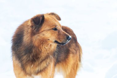 Big brown fluffy dog with snow-covered snout, dog portrait close up