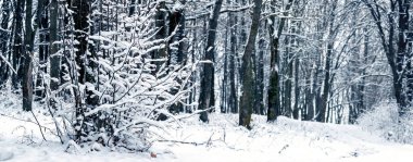 Snow-covered trees and bushes in the winter forest