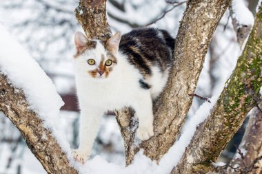 Beyaz benekli kedi kışın karlı bir ağaçta