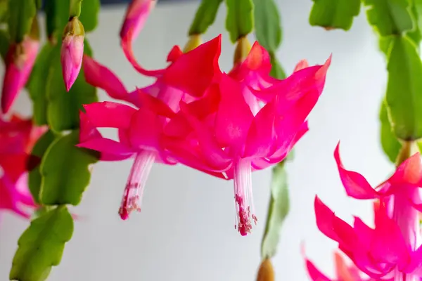 Şükran Günü Kaktüsü (Schlumbergera bridgesii) hafif arka planlı bir odada