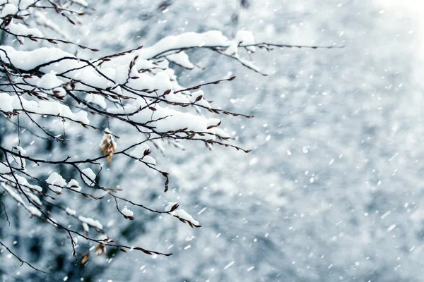 Ramo Albero Nevoso Nella Foresta Uno Sfondo Sfocato Inverno Durante Foto Stock