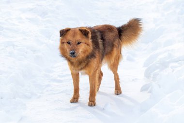 Kışın kardaki kahverengi tüylü köpek