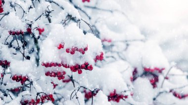 Kar yağarken kırmızı böğürtlenli viburum demetleri