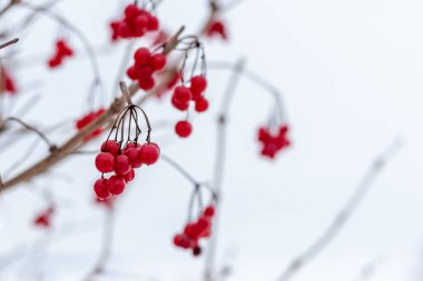 Beyaz arka planda kırmızı böğürtlenli Viburnum çalısı