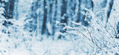 Kar yağışı sırasında ağaçların arka planında karla kaplı çalılar olan kış ormanı