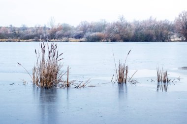 Nehirde buzla kaplı sazlıklar olan kış manzarası