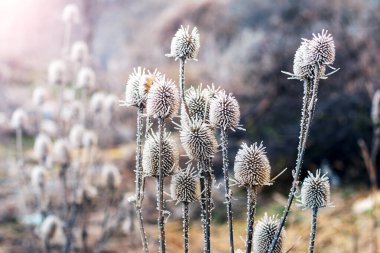Güneşli bir günde ormanda buzla kaplı yabani otlar.