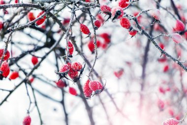 Rosehip berries covered with frost on a bush in winter in sunny weather