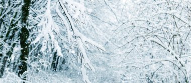 Karla kaplı ağaç dalları olan kış ormanı eşsiz bir şablon oluşturur.