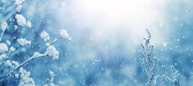 Kar yağışı sırasındaki bulanık arka planda karla kaplı bitkilerle kış atmosferik zemin