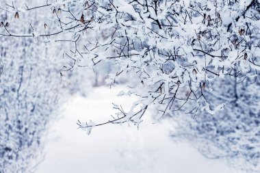 Ormandaki karla kaplı bir ağaç dalı açılışa benziyor.