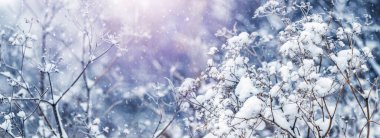 Kar yağışı sırasında ormandaki karla kaplı bitki dalları çalıların arasında.