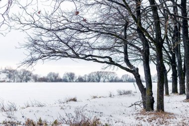 Nehir kıyısındaki kış ormanındaki ağaçlar