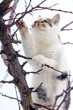 Beyaz benekli bir kedi ağaca tırmanıyor.