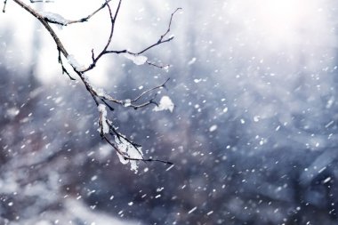 Kar fırtınası sırasında bir kış ormanında karla kaplı bir ağaç dalı