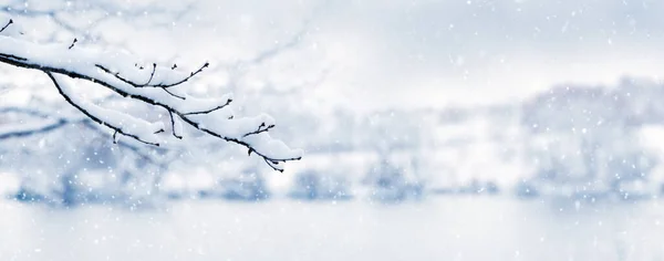 Nehir kenarındaki bulanık arkaplandaki karla kaplı ağaç dalı, boşluğu kopyala