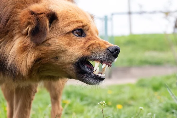 Cascas Cão Agressivas Dentes Vomitar Cão Irritado Perigoso Imagens De Bancos De Imagens