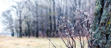 Winter forest with ice covered tree branches and meadow during snowfall clipart