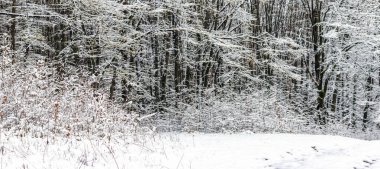Ormanda karla kaplı ağaçlarla kışın arka planda