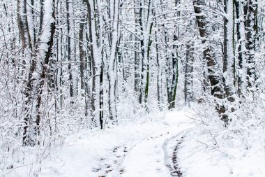 Karla kaplı ağaçlarla kaplı kış ormanı ve ağaçların arasında bir yol