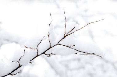 Karla kaplı ağaç dalları beyaz karlar üzerinde