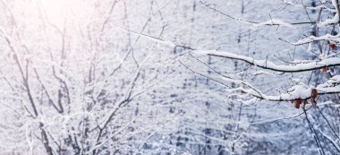 Güneşli havada, kış ormanlarında karla kaplı ağaçlar.