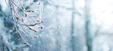 Kış arkaplanı, ormandaki don kaplı dallar kar yağışı sırasında bulanık arka plan, kopyalama alanı