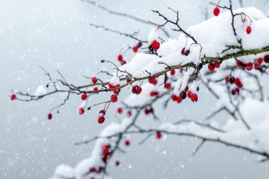 Kar, kar yağışı sırasında arka planda kırmızı böğürtlen ile Hawthorn dalını kapladı