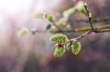 Bulanık bir arka planda ormandaki kedi derisi ile söğüt dalı
