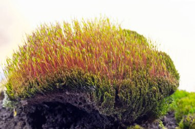 Beyaz arka planda güzel yeşil yosunlu bir toprak parçası.