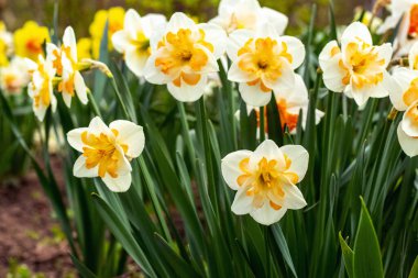 Bahçedeki bir çiçek tarlasında beyaz nergisler